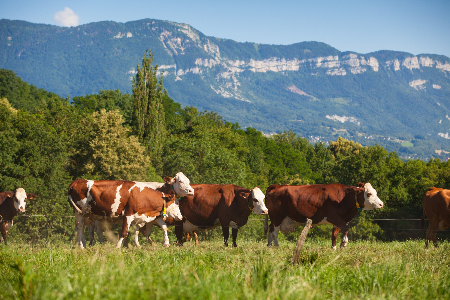 Whiteface Ranch — registered Hereford cattle